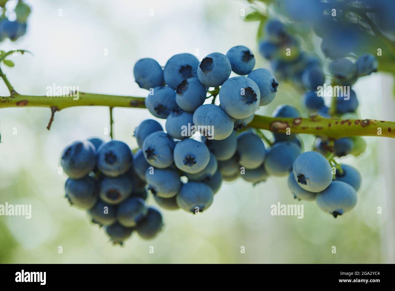Close-up of ripe northern highbush blueberry or huckleberry (Vaccinium corymbosum) hanging on the branch in summer; Upper Palatinate, Bavaria, Germany Stock Photo
