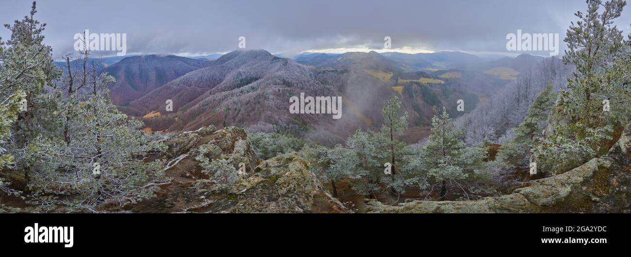 Snowy Scots pine (Pinus sylvestris) trees at Mount Vapec in the Strazov Mountains Stock Photo