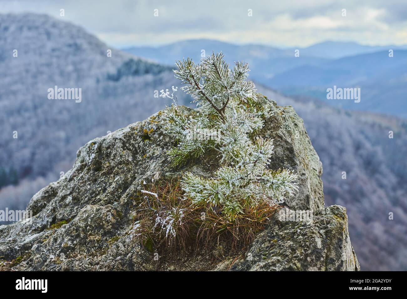 Close-up of a snowy Scots pine (Pinus sylvestris) sapling on the mountaintop at Mount Vapec in the Strazov Mountains Stock Photo