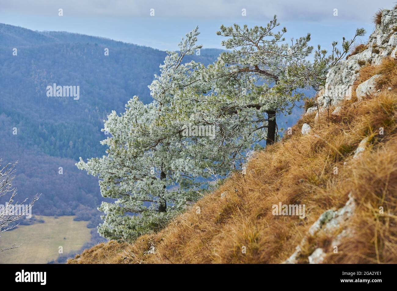 Snowy Scots pine (Pinus sylvestris) trees on the mountainside at Mount Vapec in the Strazov Mountains Stock Photo