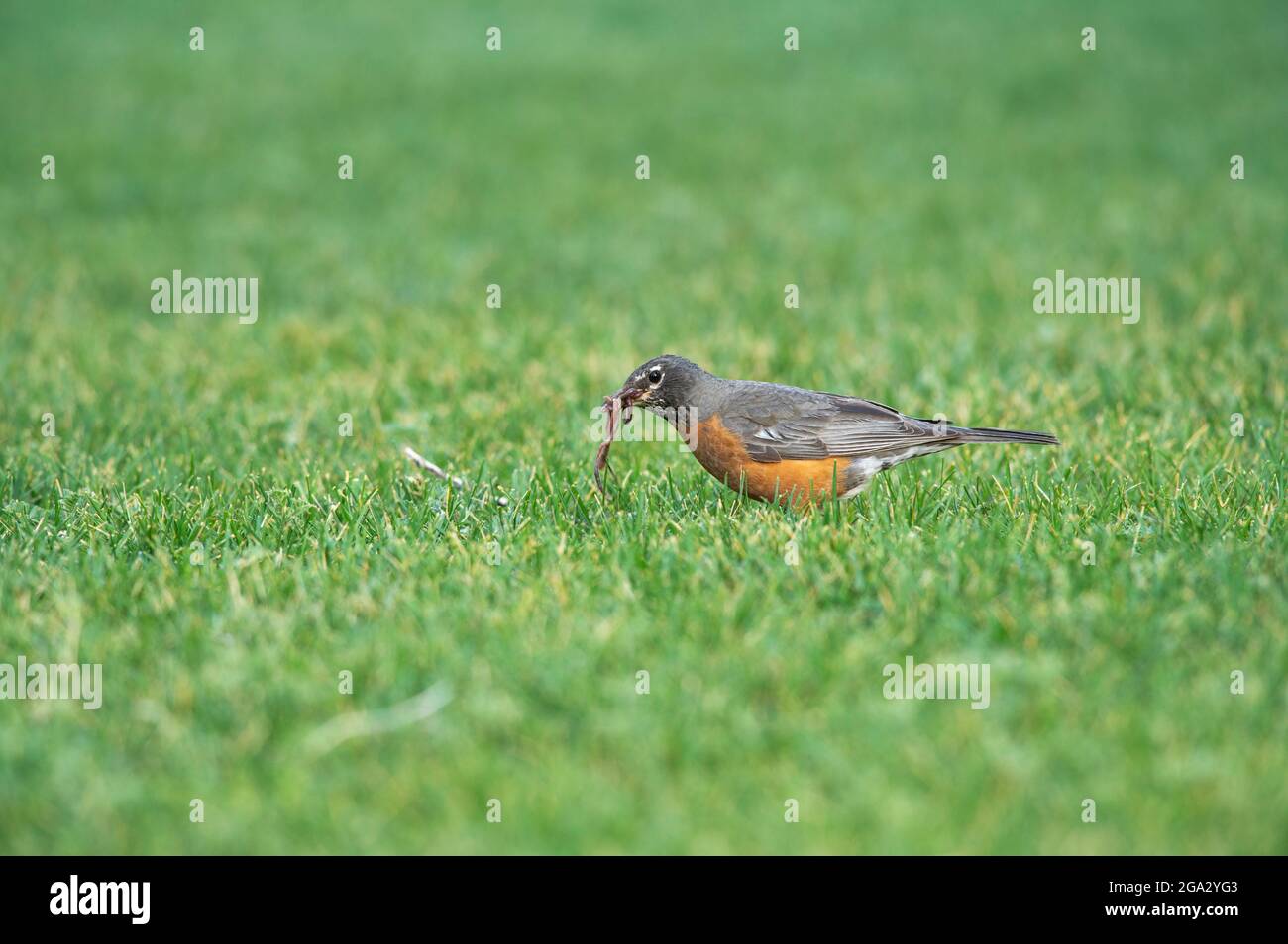 An American Robin with a mouth full of worms on a lawn Stock Photo