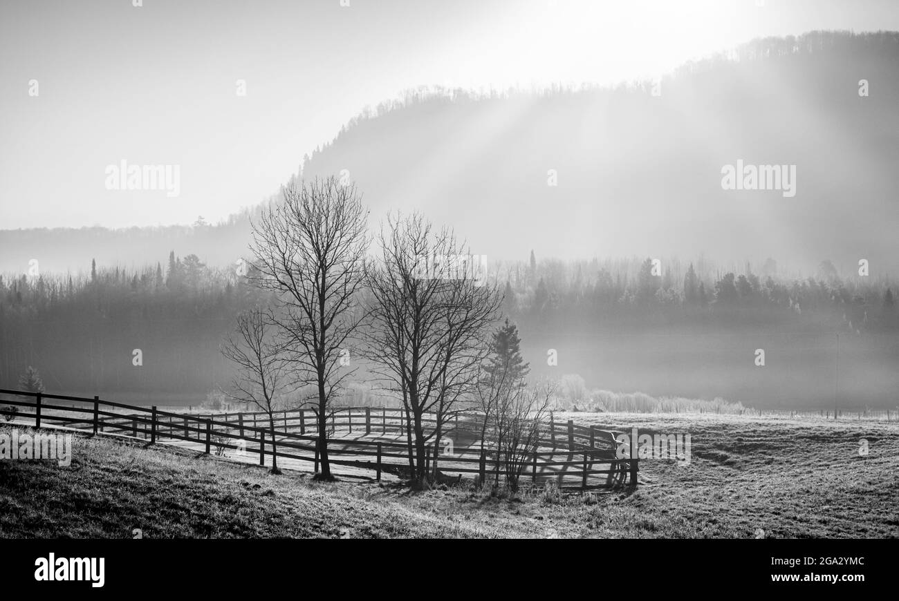 Frosty trees in winter with sunlight shining on the countryside; Thunder Bay, Ontario, Canada Stock Photo