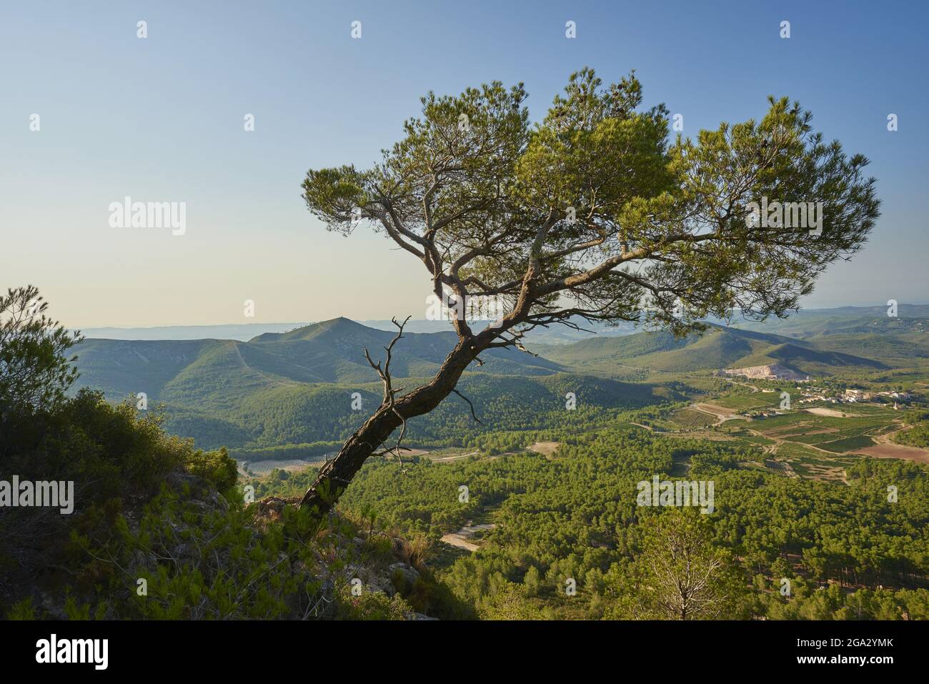 Stone pine (Pinus pinea) tree on a mountain overlooking the countryside at sunrise; Catalonia, Spain Stock Photo