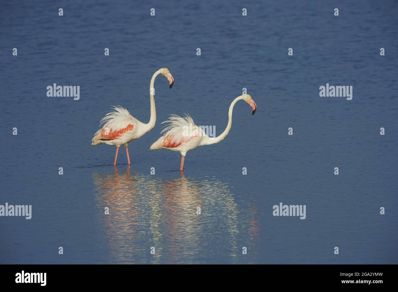 Two Greater Flamingos (Phoenicopterus roseus) wildlife, standing in the Ebro River with their white feathers ruffled Stock Photo