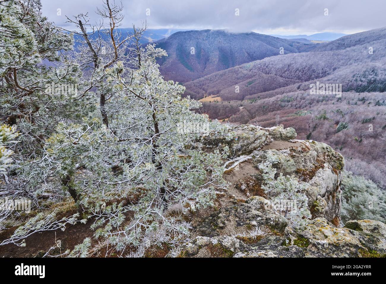 Close-up of snowy Scots pine (Pinus sylvestris) trees on the mountaintop at Mount Vapec in the Strazov Mountains overlooking the mountain views Stock Photo