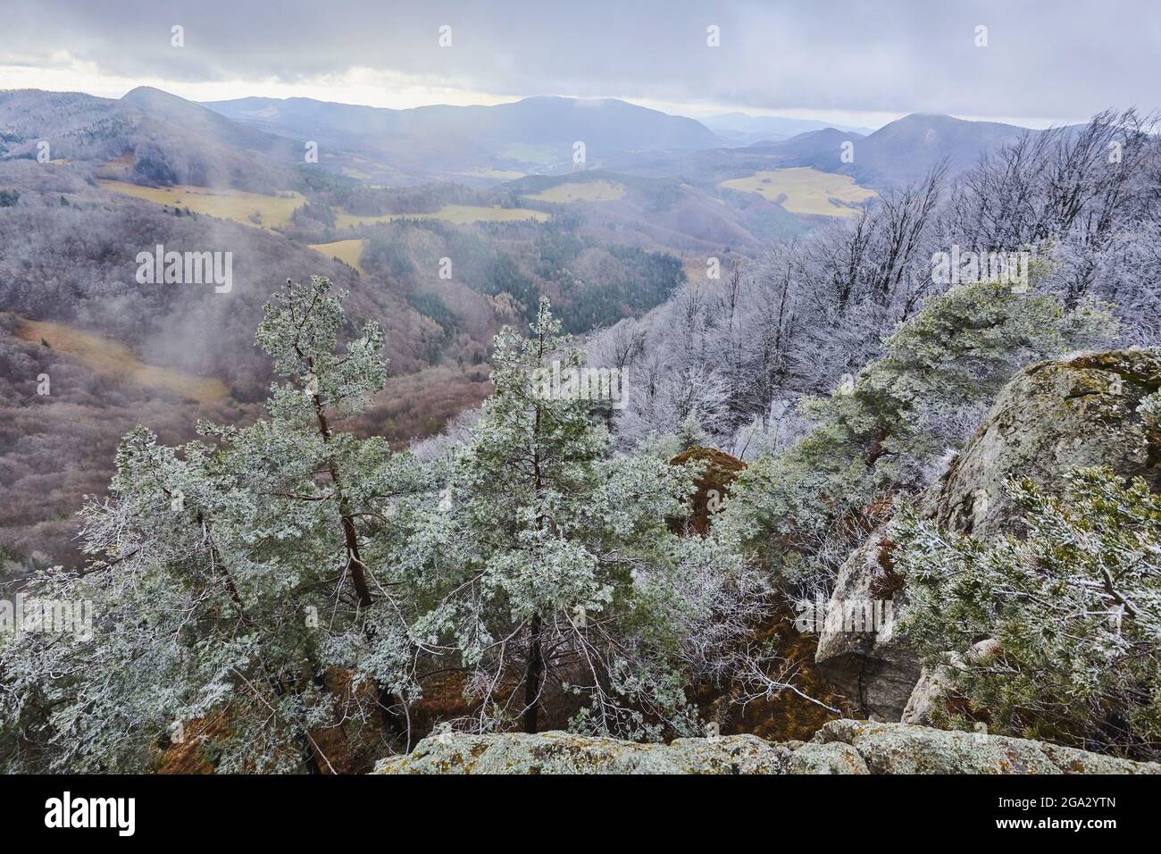 Snowy Scots pine (Pinus sylvestris) trees on the mountaintop at Mount Vapec in the Strazov Mountains overlooking the countryside Stock Photo