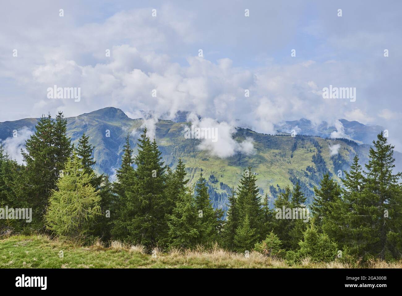 View from Mount Schüttenhöhe with conifer trees and clouds in the mountains above Zell am See, Kaprun; Salzburg State, Austria Stock Photo
