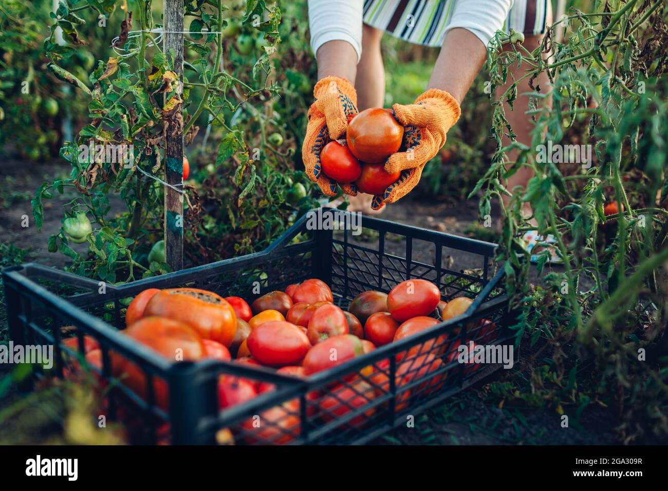 Woman farmer putting tomatoes in crate on eco farm. Gathering autumn ...
