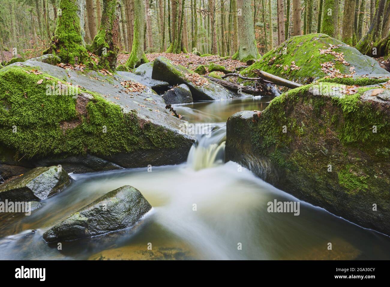 A stream flowing through the forest at Hollental Nature Reserve;  Bavaria, Germany Stock Photo