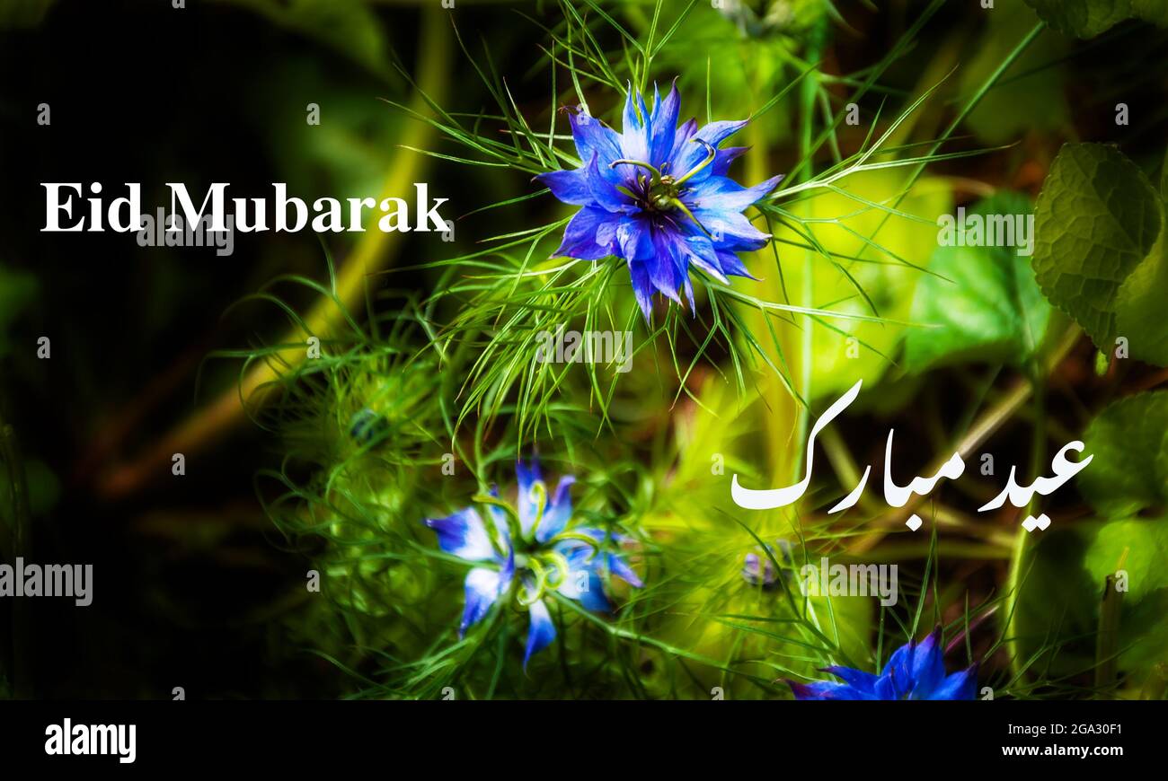 Urdu eid mubarak hi-res stock photography and images - Alamy