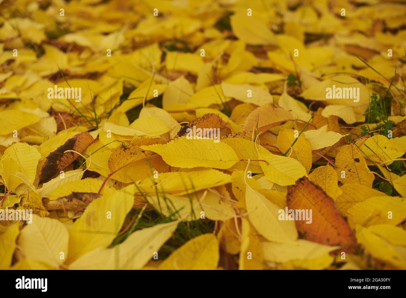 Leaves of an autumn coloured cherry tree (Prunus cerasus) littered on the ground; Bavaria, Germany Stock Photo