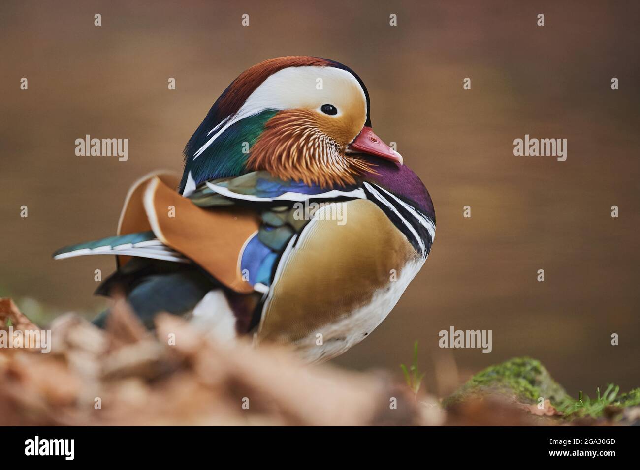 Mandarin duck (Aix galericulata) male; Bavaria, Germany Stock Photo Alamy