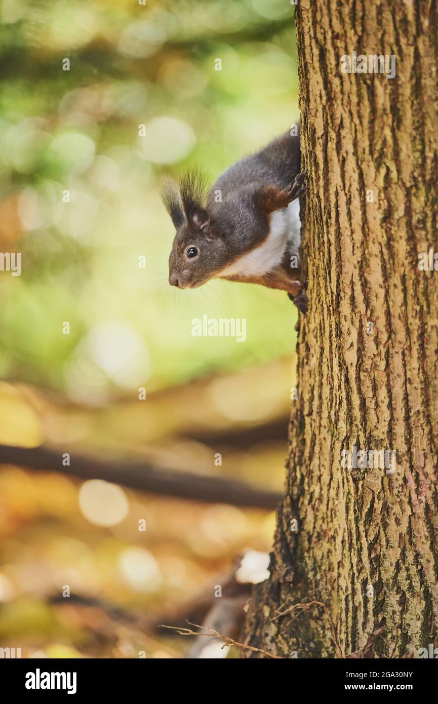 Eurasian red squirrel (Sciurus vulgaris) climbing a tree; Bavaria, Germany Stock Photo