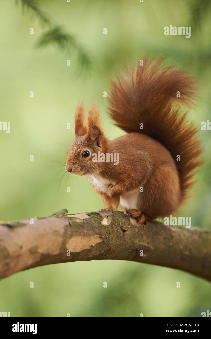 Eurasian red squirrel (Sciurus vulgaris) alert on a tree branch; Bavaria, Germany Stock Photo