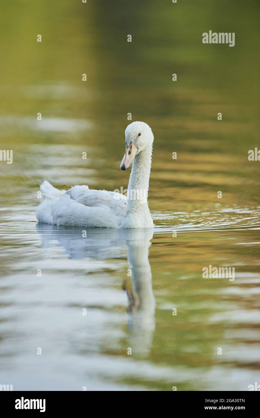 Mute swan (Cygnus olor) swimming on a lake; Bavaria, Germany Stock Photo
