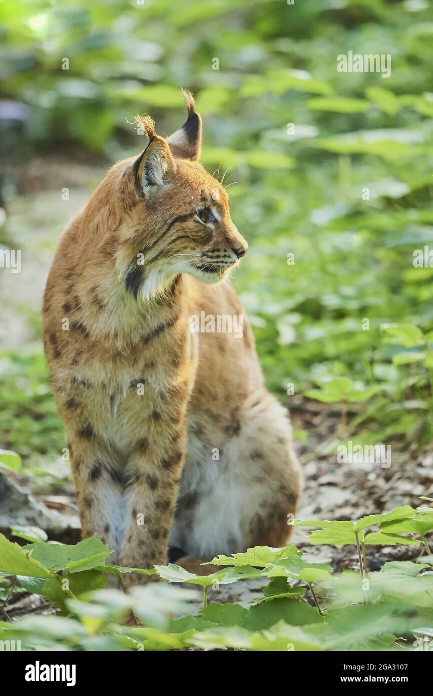 Eurasian lynx (Lynx lynx) in a forest, captive, Bavarian Forest National Park; Bavaria, Germany Stock Photo