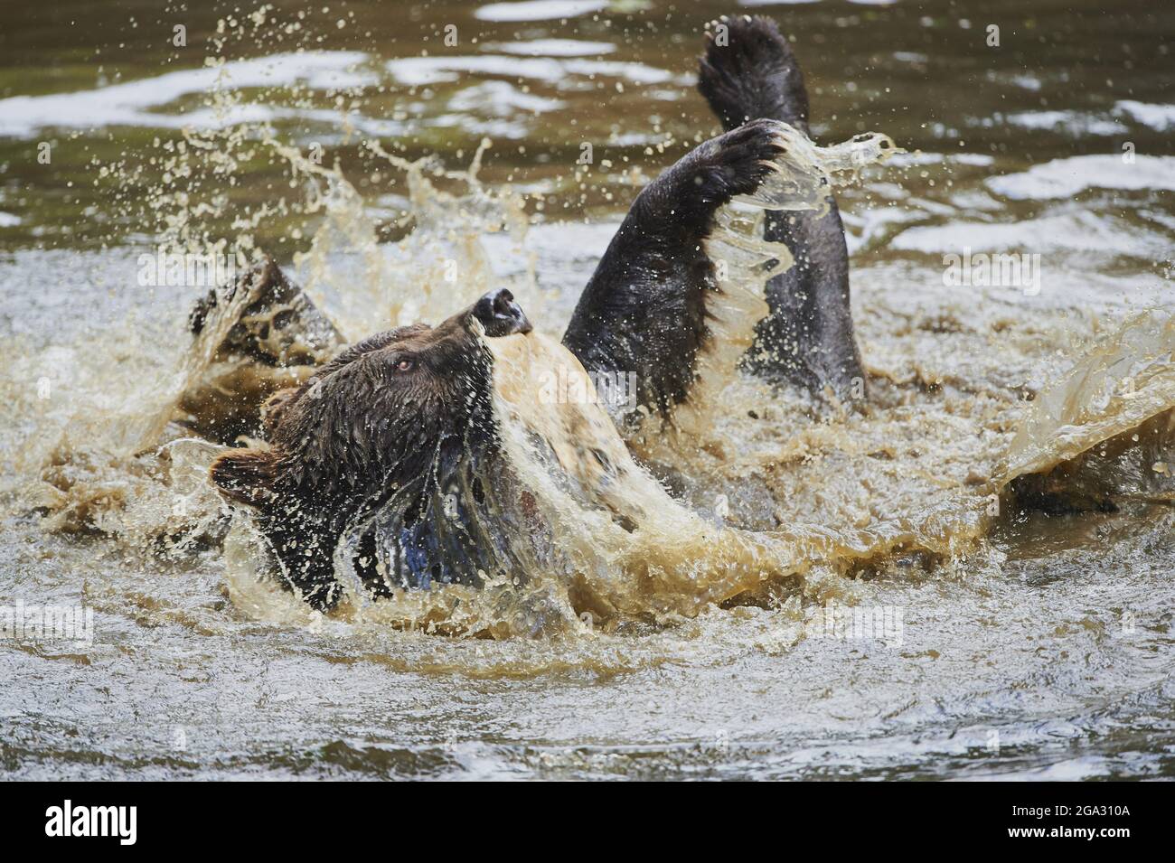 Eurasian brown bear (Ursis arctos arctos) splashing in a pond, Bavarian Forest National Park; Bavaria, Germany Stock Photo