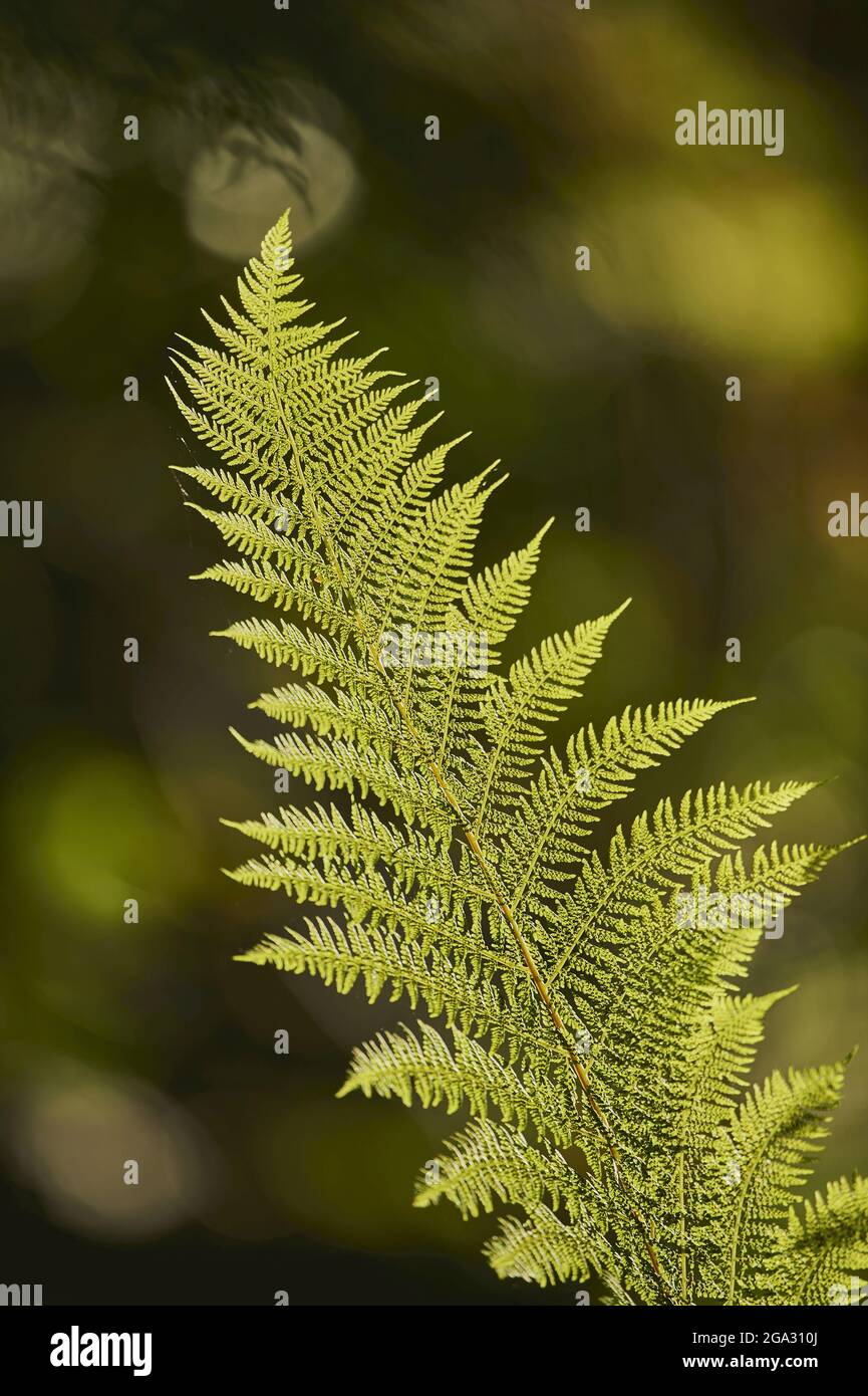 Male fern (Dryopteris filix-mas) leaf; Bavaria, Germany Stock Photo