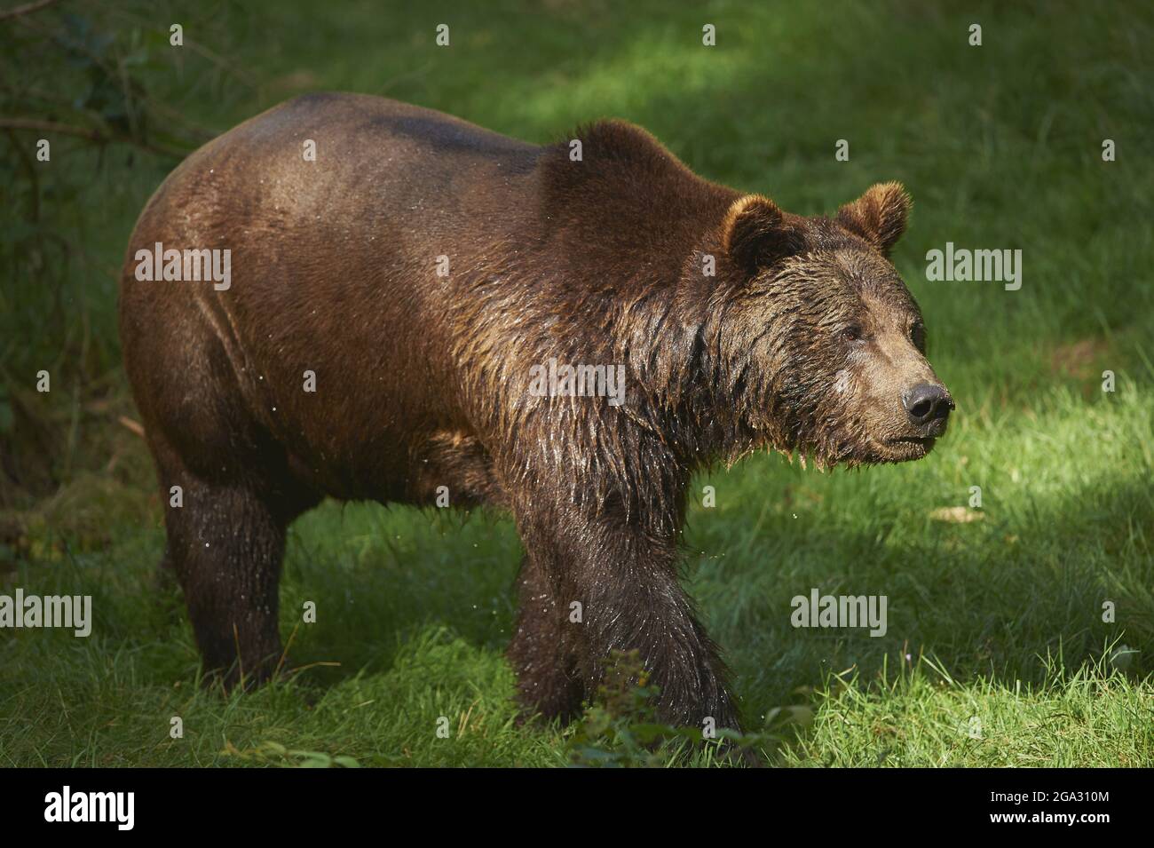 Eurasian brown bear (Ursus arctos arctos) on a forest glade, captive, Bavarian Forest National Park; Bavaria, Germany Stock Photo