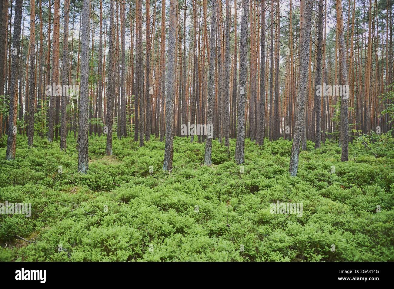 Scots pine or European red pine (Pinus sylvestris) forest with young European blueberry (Vaccinium myrtillus) bushes; Bavaria, Germany Stock Photo