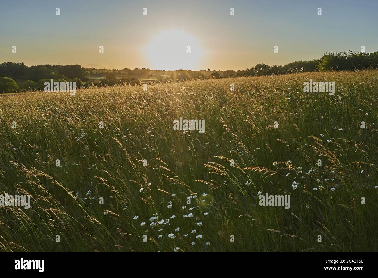 Fields in evening light; Bavaria, Germany Stock Photo