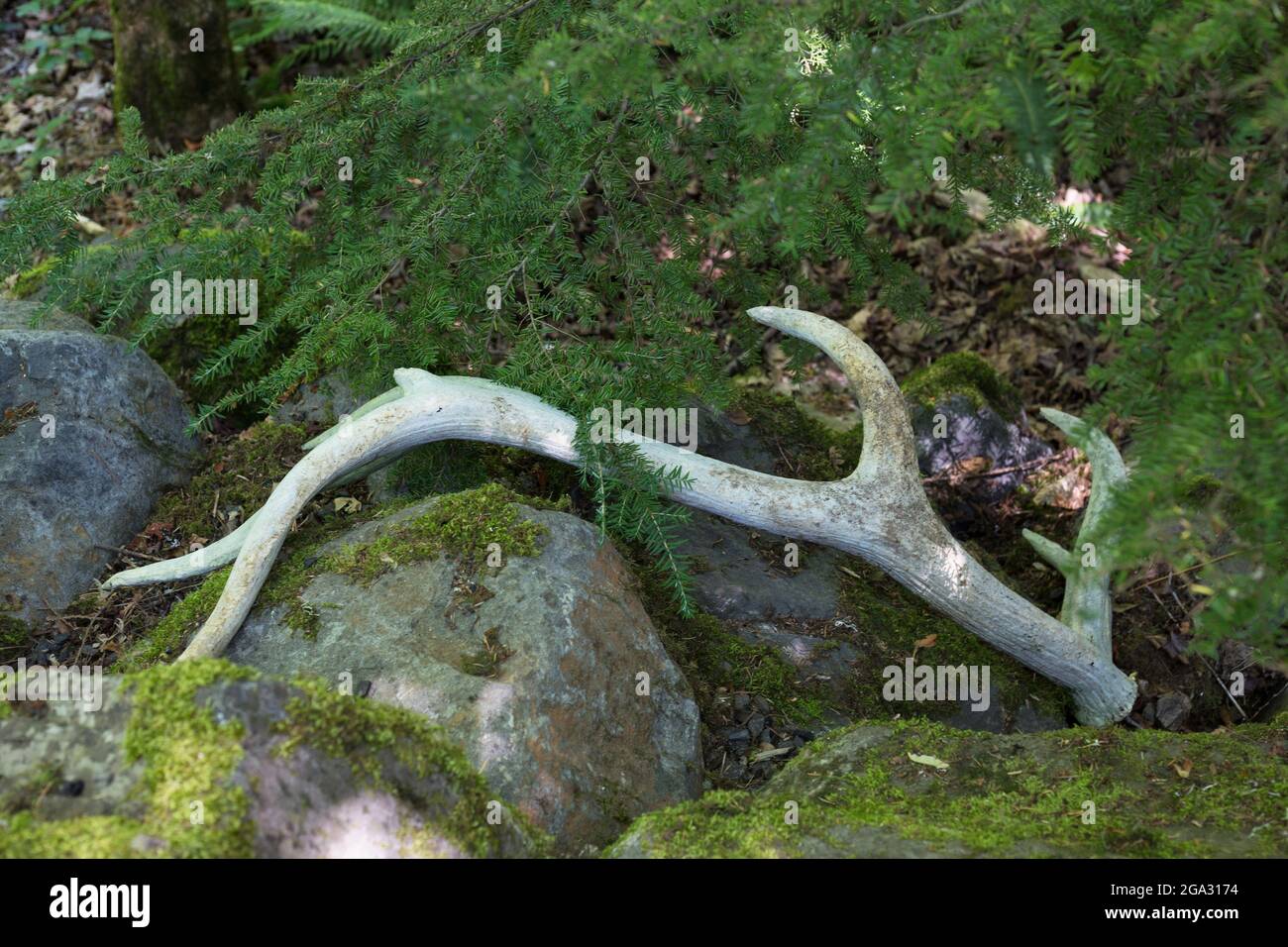 An elk antler shed on the ground Stock Photo Alamy