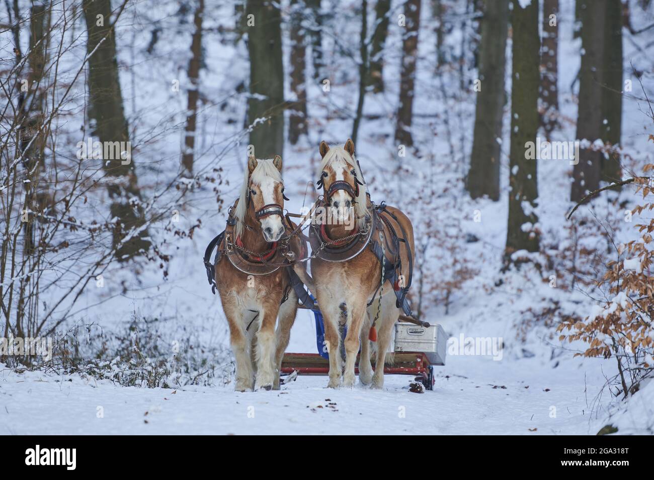 Two Haflinger or Avelignese horses pulling a carriage through the forest; Bavaria, Germany Stock Photo