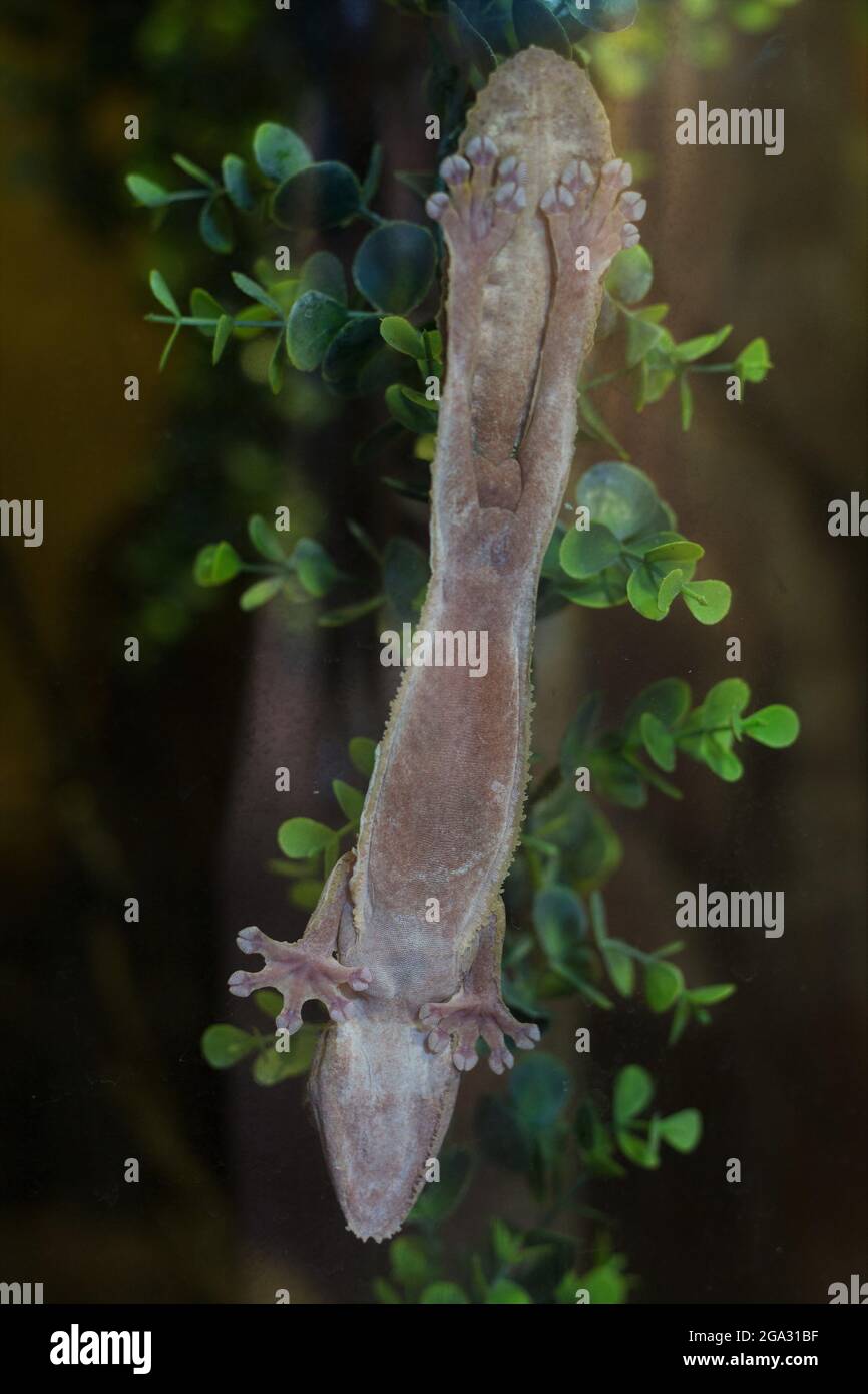 The underside of a Henkel's leaf-tailed gecko attached to the side of a tnak. Stock Photo