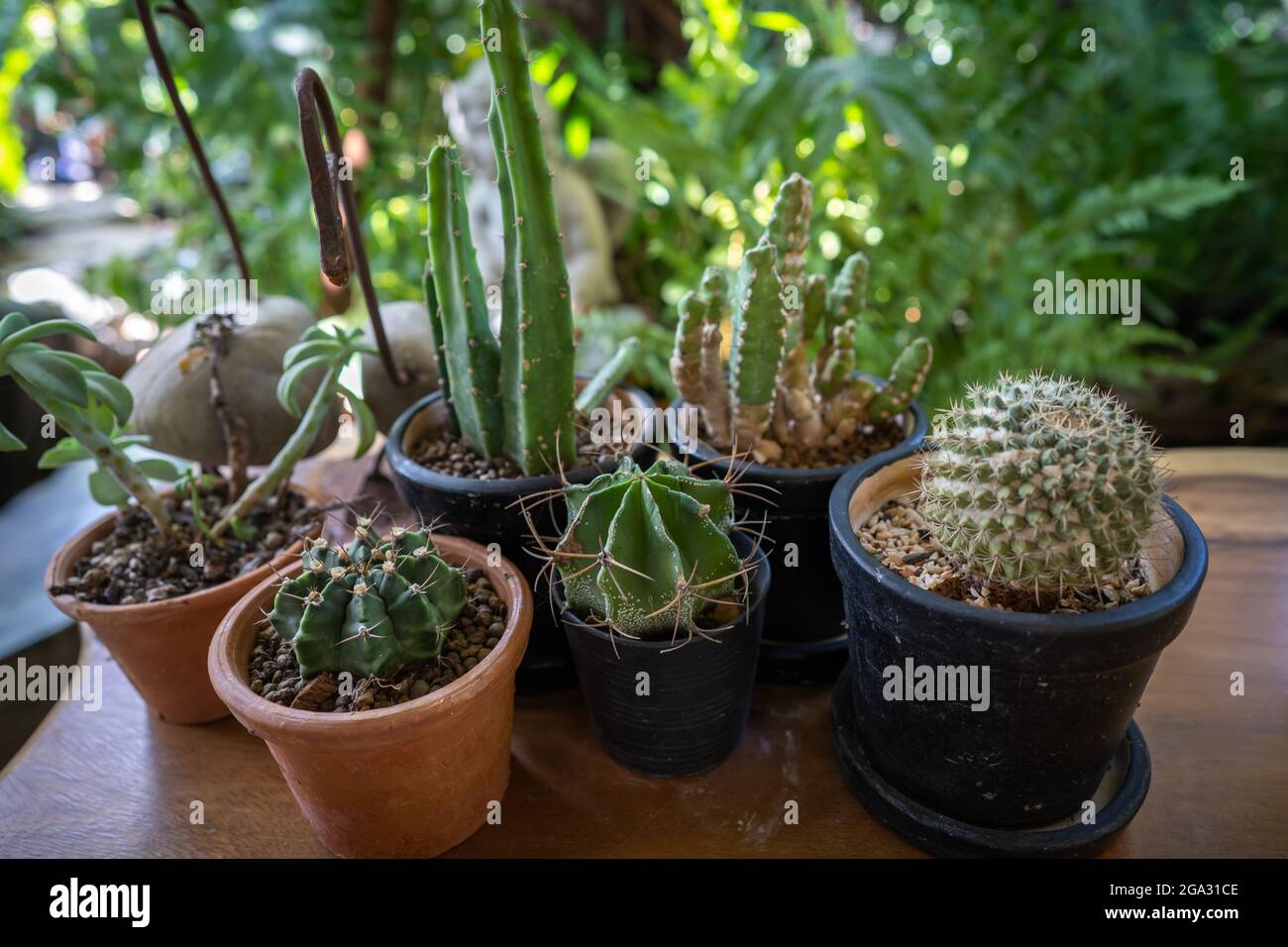 Variety of cactuses sold at a market Stock Photo - Alamy