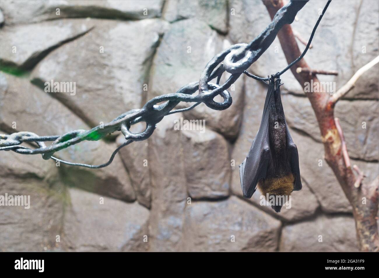 A captive fruit bat hanging upside down in an enclosure Stock Photo - Alamy