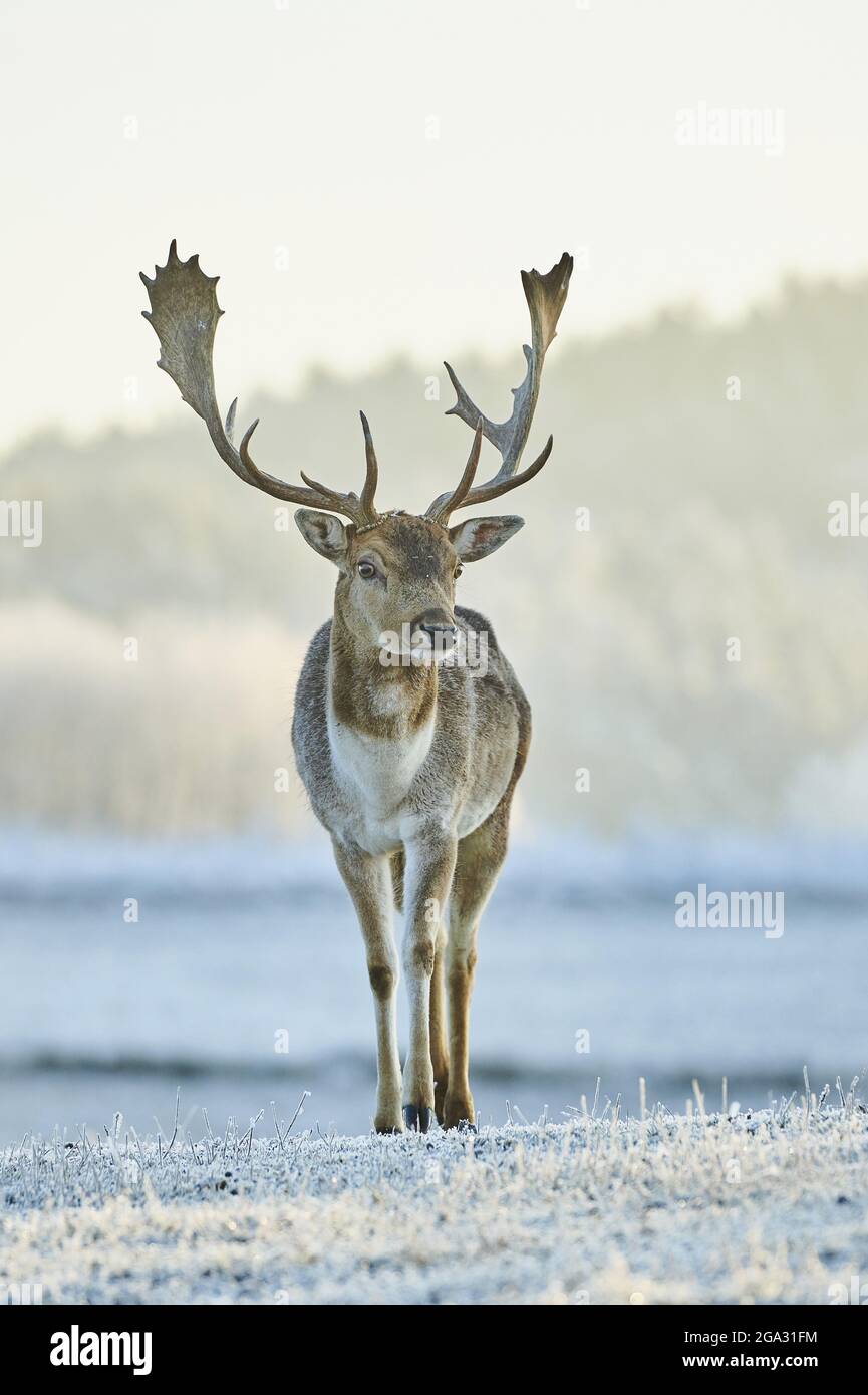 Fallow deer buck (Dama dama) portrait on a frozen meadow; Bavaria, Germany Stock Photo