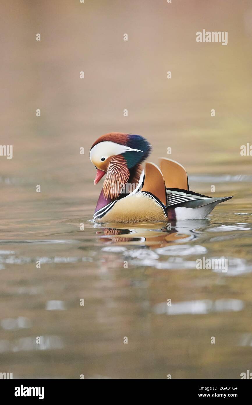 Mandarin duck (Aix galericulata) male performing courtship behaviour on a lake; Bavaria, Germany Stock Photo
