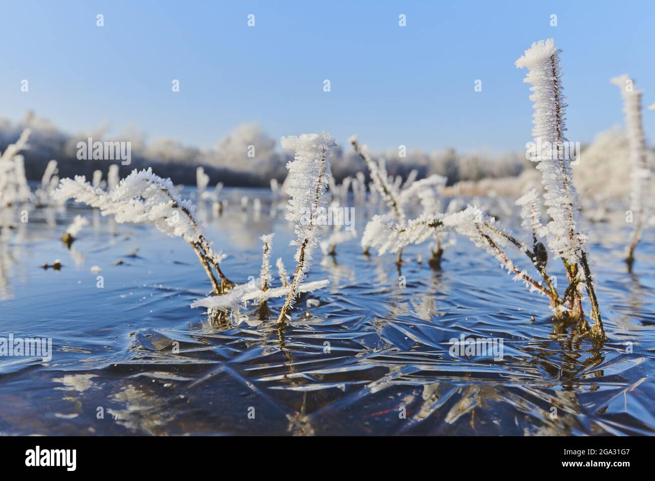 Frozen grass at a lake near Rettenbach in the Bavarian Forest; Bavaria, Germany Stock Photo
