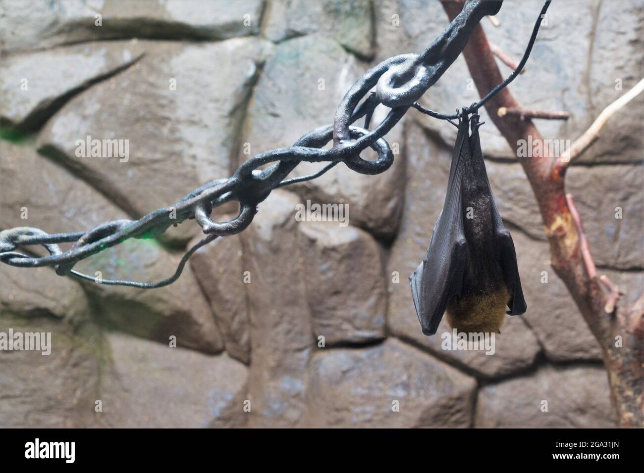 A captive fruit bat hanging upside down in an enclosure Stock Photo - Alamy
