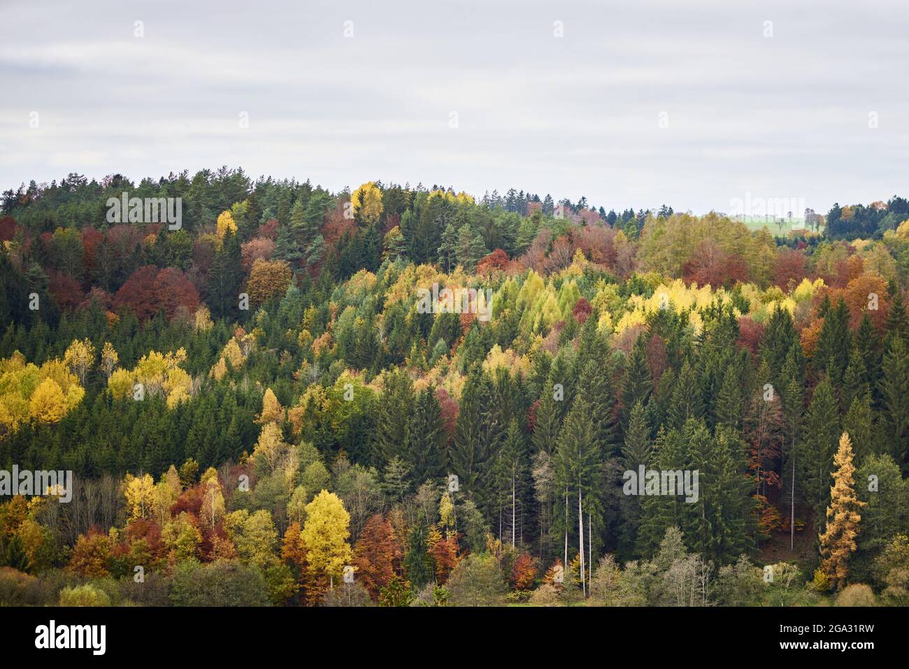 Autumn coloured forest in the Upper Palatinate; Bavaria, Germany Stock Photo