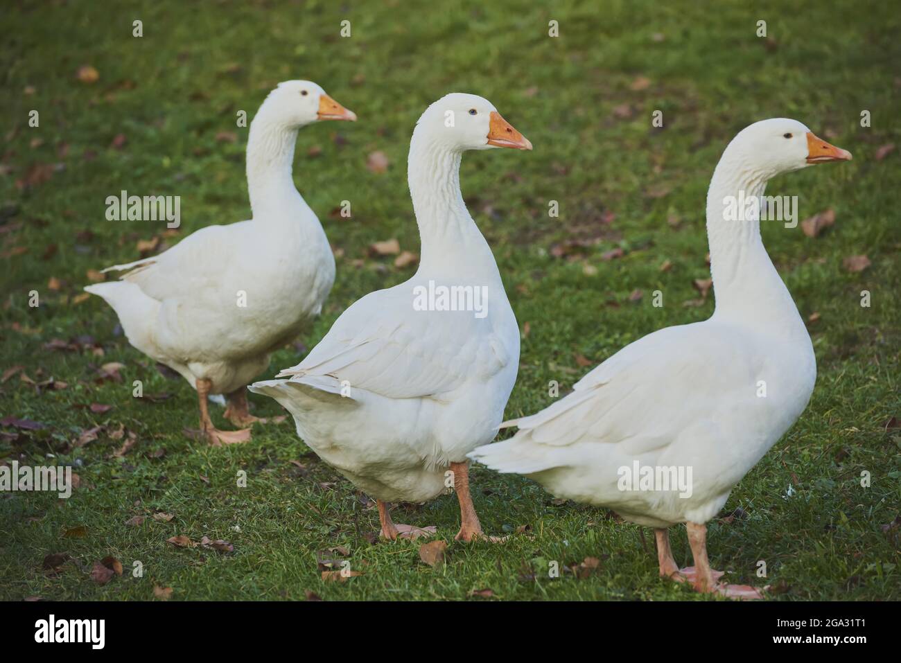 Three geese hires stock photography and images Alamy