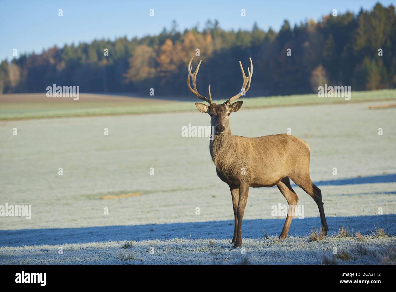 Red deer (Cervus elaphus) stag on a frozen meadow, captive; Bavaria, Germany Stock Photo