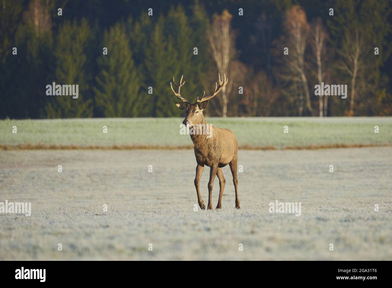 Red deer (Cervus elaphus) stag on a frozen meadow, captive; Bavaria, Germany Stock Photo