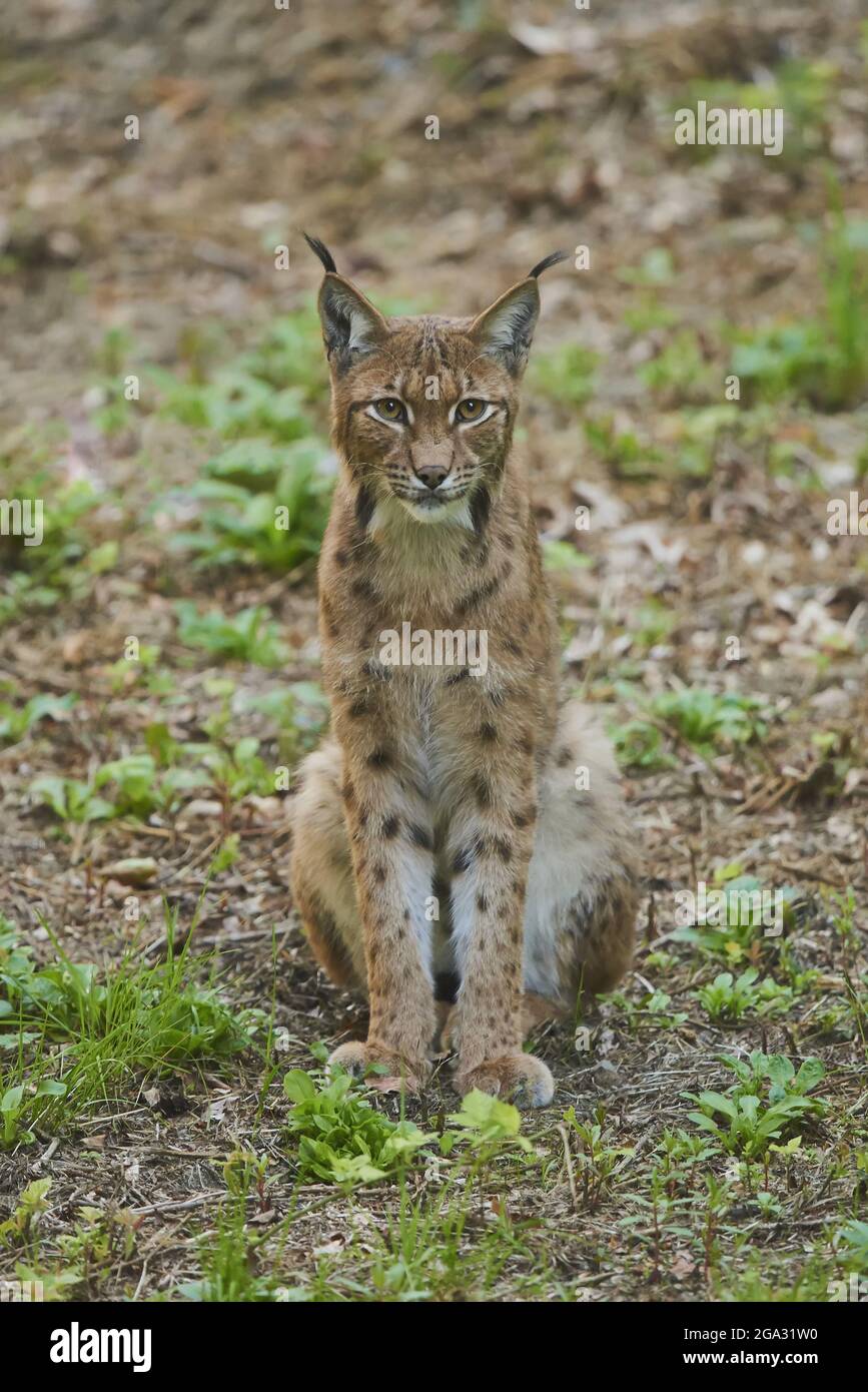Eurasian lynx (Lynx lynx) in a forest, captive, Bavarian Forest National Park; Bavaria, Germany Stock Photo