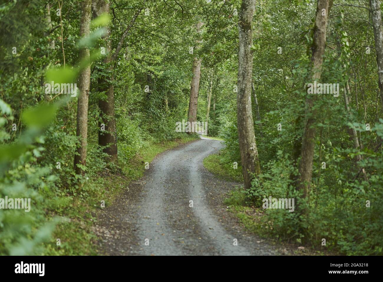 Trail going through the forest; Bavaria, Germany Stock Photo