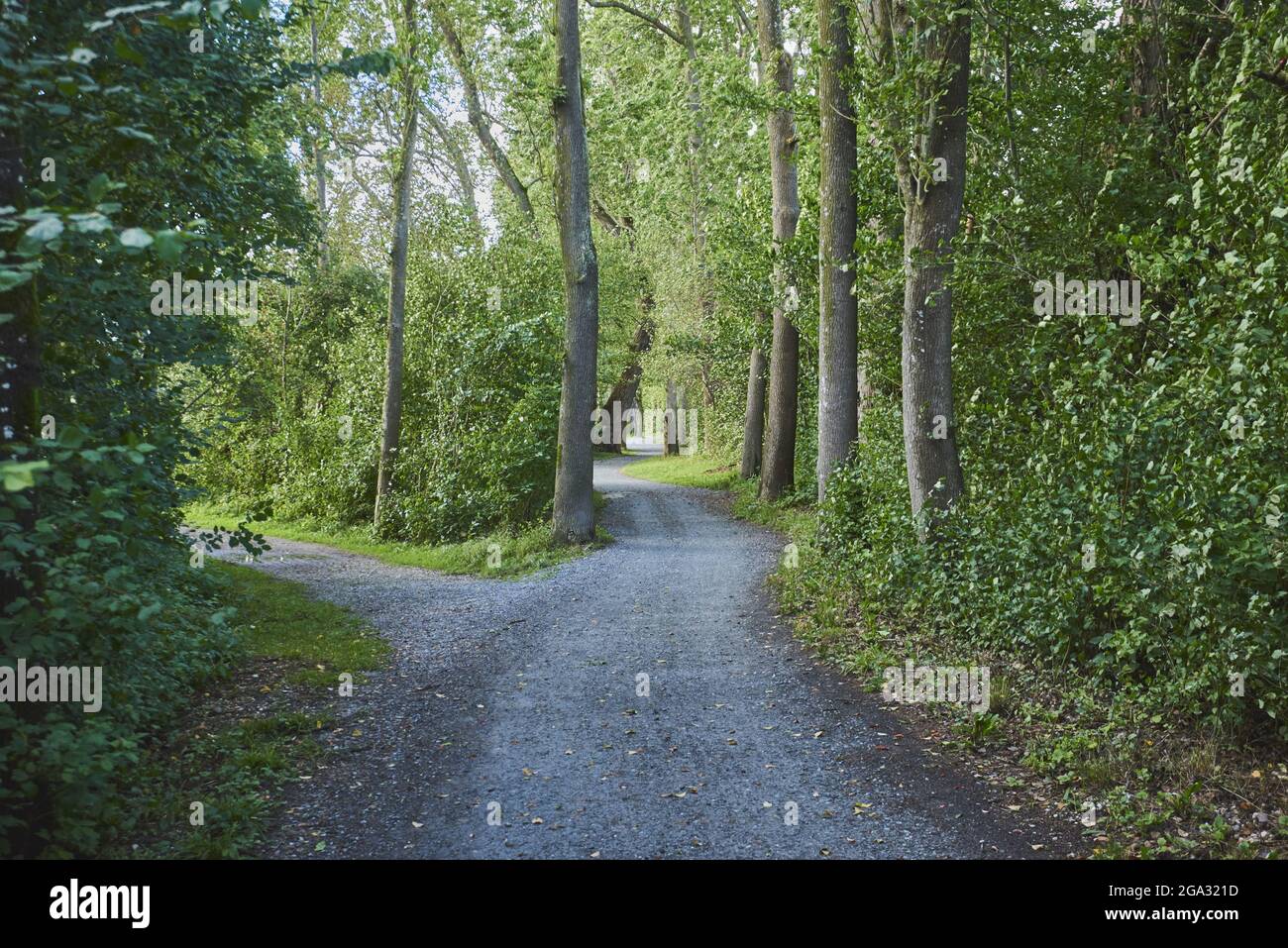 Trail going through the forest; Bavaria, Germany Stock Photo