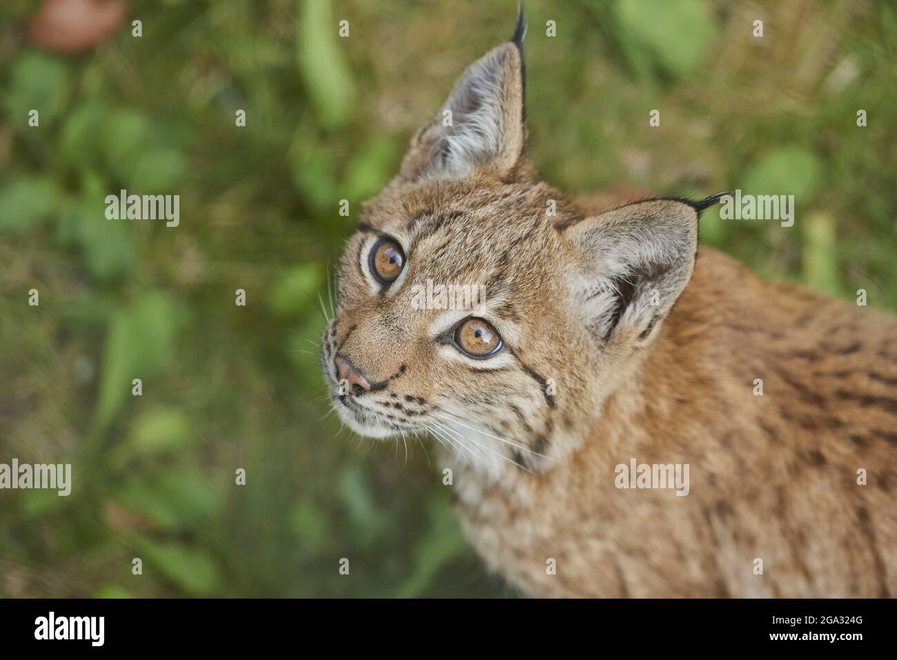 Young Eurasian lynx (Lynx lynx) in a forest, captive, Bavarian Forest National Park; Bavaria, Germany Stock Photo