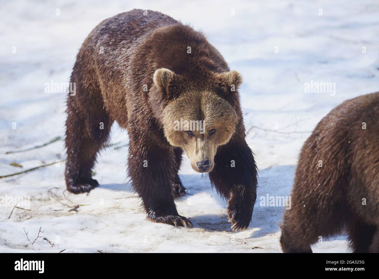 Brown bear (Ursus arctos) in winter, captive, Bavarian Forest National Park; Bavaria, Germany Stock Photo