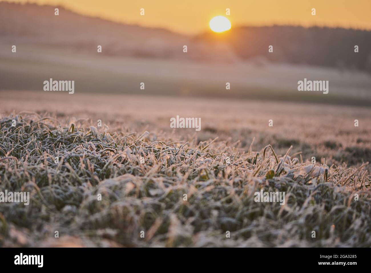 Sunrise over a frozen meadow, Bavarian Forest; Bavaria, Germany Stock Photo