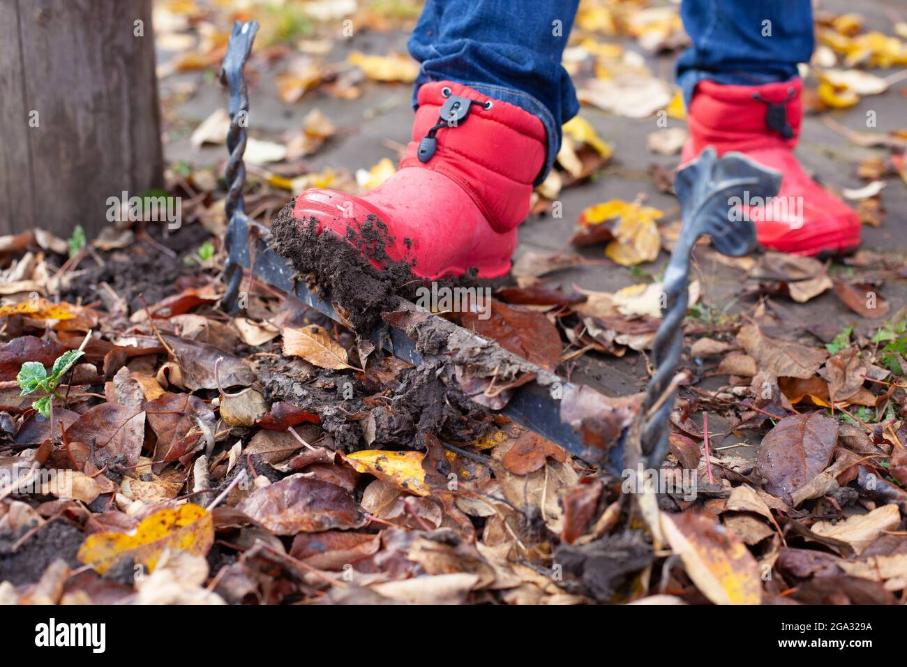 Boots on a shoe scraper. Dirty rubber boots are cleaned of dirt from the  sole on the English traditional shoe scraper in the autumn garden Stock  Photo - Alamy