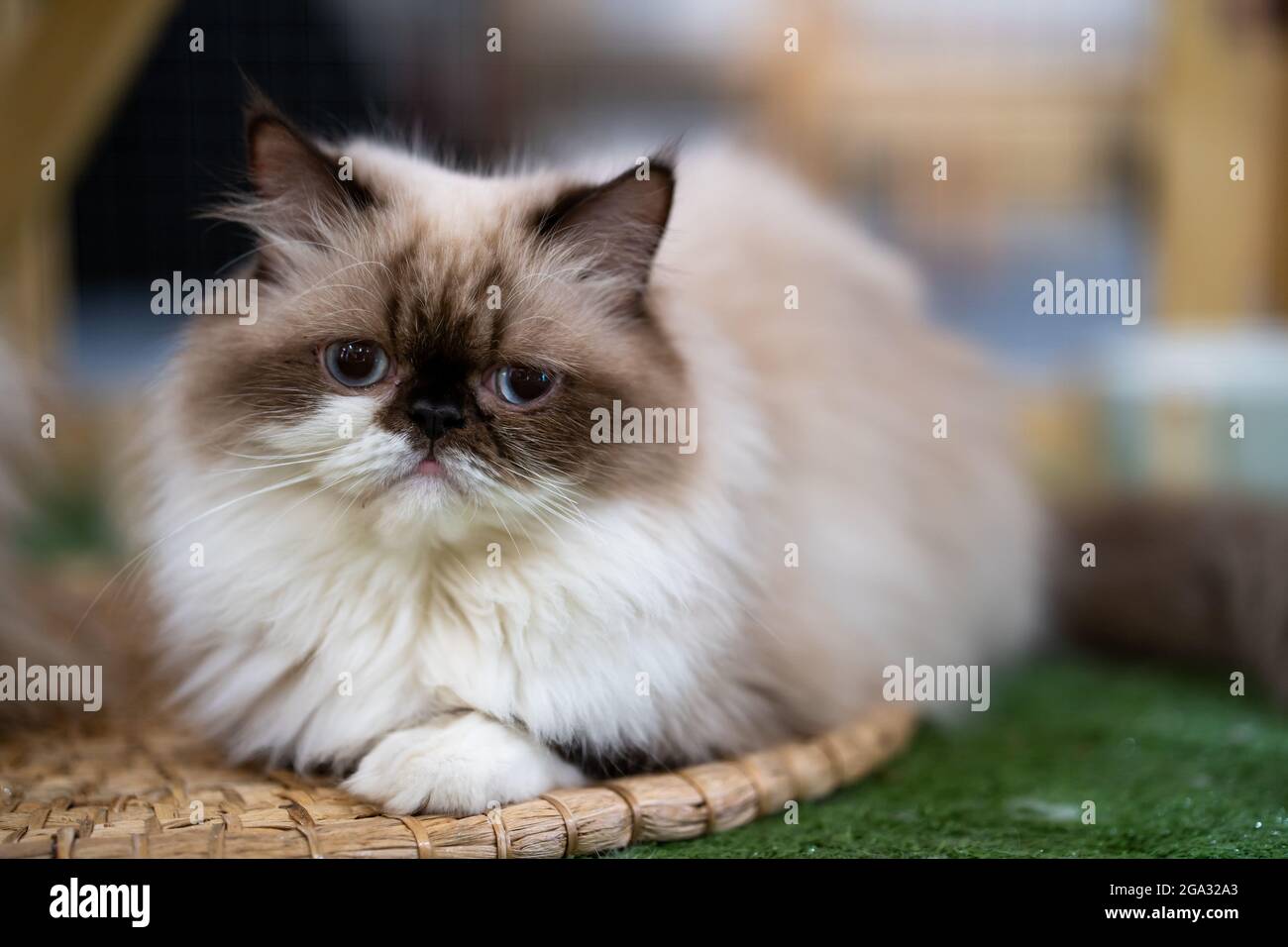 Page 2 Fat White Cat High Resolution Stock Photography And Images Alamy