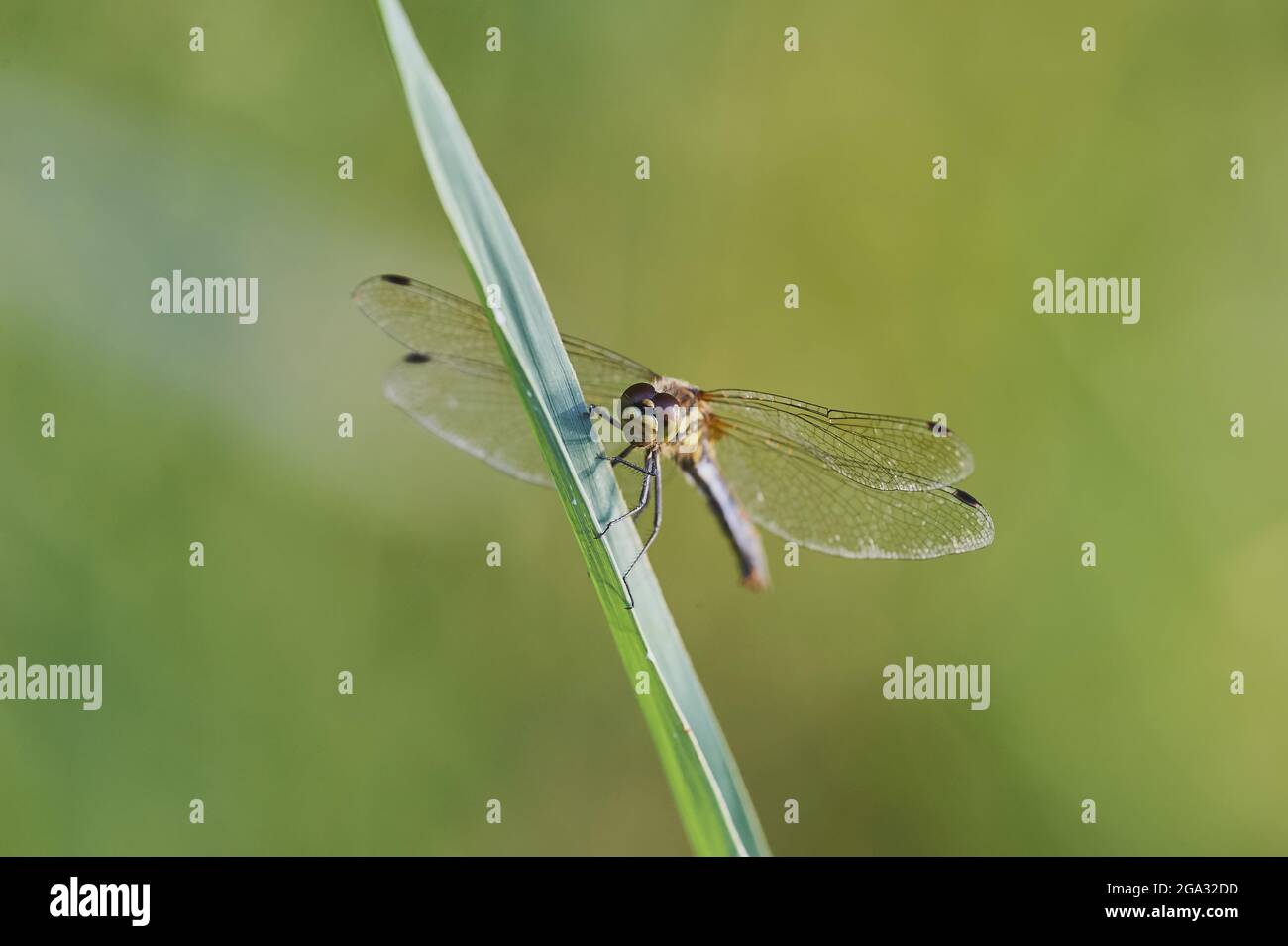 Four-spotted chaser (Libellula quadrimaculata) resting on a leaf; Bavaria, Germany Stock Photo