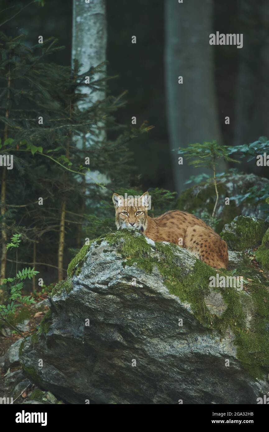 Eurasian Lynx (Lynx Lynx) In A Forest, Captive, Bavarian Forest ...