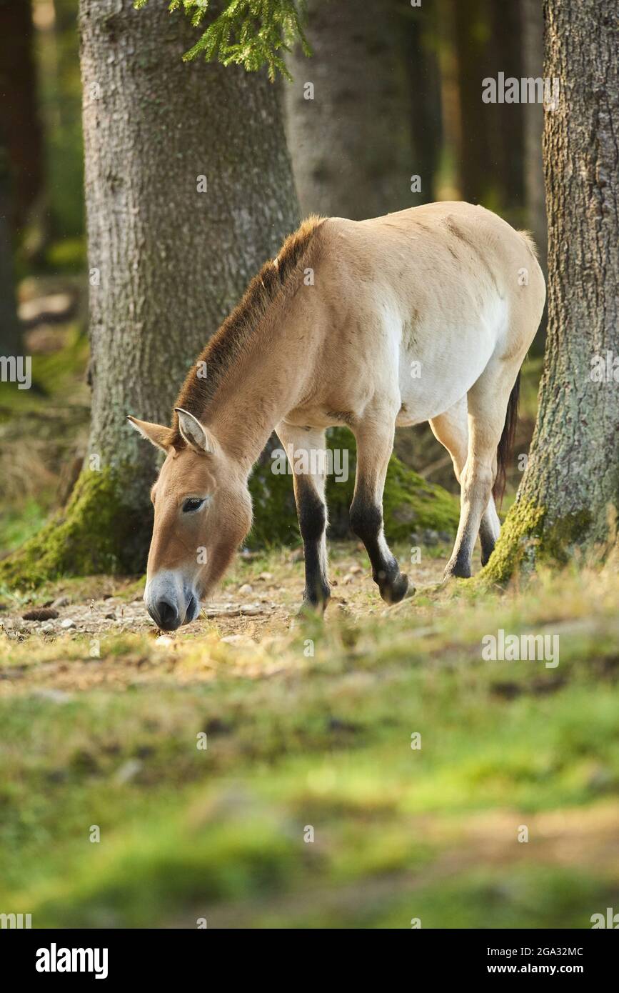 Przewalski's horse or Mongolian wild horse (Equus ferus przewalskii), captive, Bavarian Forest National Park, Bavaria, Germany Stock Photo