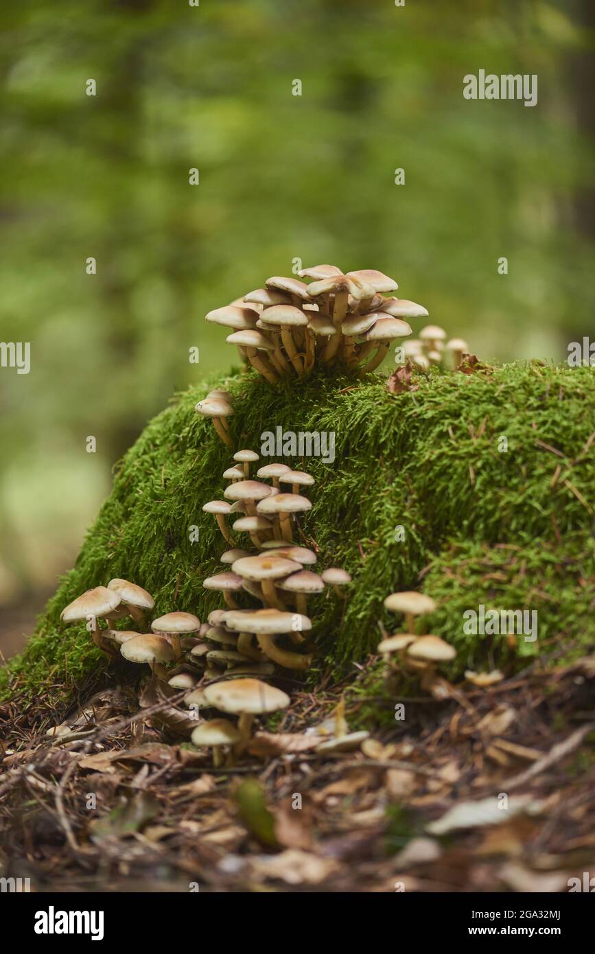 Sulphur tuft or clustered woodlover (Hypholoma fasciculare) mushrooms on a mossy stump in a forest; Bavaria, Germany Stock Photo